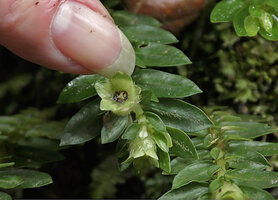 Patrick Blanc showing a mature fleshy capsule of Argostemma gracile with the tiny blackish seeds ready to be expulsed by rain drops, Kinabalu NP, 1600 m asl, Sabah, Borneo, July 2022