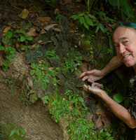 Patrick Blanc showing a mixed population of the tiny Gloxinia erinoides, brown anthocyanic individuals and green striped ones with silvery dots, Minca, Sierra Nevada de Santa Marta, Magdalena, Colombia, Nov. 2016