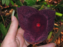 Patrick Blanc showing an open three lobed dark purple flower of Thottea grandiflora, Mac Ritchie, Singapore, May 2014