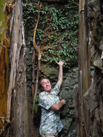 Patrick Blanc showing a population of Elatostema salvinioides growing on a perhumid shaded limestone cliff, Xishuangbanna, China, June 2016