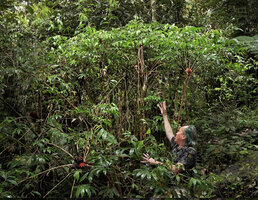 Patrick Blanc showing a population of vertical cane stems of Tapeinochilos sp. nov.Gideon in prep. ending in radiating leafy stems and terminal inflorescences, Kwau, 1600 m asl, Arfak Mts, West Papua, May 2025