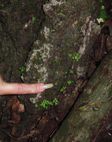 Patrick Blanc showing a population with green iridescent leaves of Elatostema pusillum, maybe the smallest understory Angiosperm, Khao Sok NP, Thailand, Dec 2015