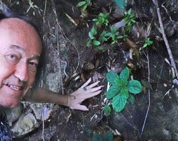 Patrick Blanc showing a rosetted Gesneriaceae appressed to a vertical karst boulder, either a Paraboea or a Middletonia species, Railay, Krabi, Thailand, June 2019