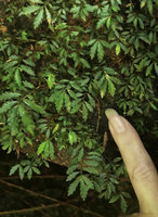 Patrick Blanc showing a tiny carpeting perennial species of µElatostema totally overshaded by a big boulder, Putao, Kachin, Myanmar, Dec. 2017
