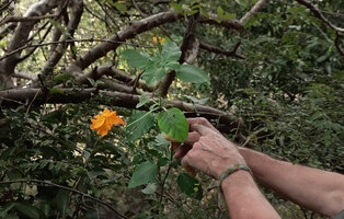 Patrick Blanc showing Crossandra infundibuliformis with leaves pseudoverticillate by four and long exserted inflorescence peduncle exposing the flowers out of the foliage, Anamalai FR, Tamil Nadu, India, Jan. 2023