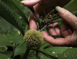 Patrick Blanc showing Cyanoneuron pubescens, its filiform branched stipules and the maturing hanging head infructescence with long filiform persistent sepals, Danum Valley, Sabah, Borneo