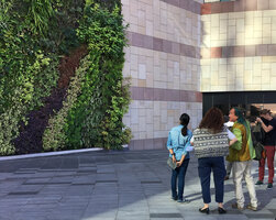 Patrick Blanc showing his vertical garden at the Robinsons entrance at Festival City, Dubai, Jan. 2018