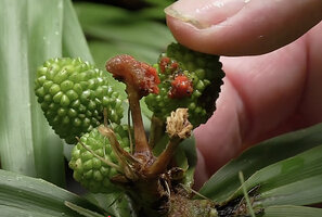 Patrick Blanc showing infructescences of Freycinetia marantifolia, the lower youngest ones with 3 maturing cephalia and the top older ones with ripe red berries mostly eaten by animals, Kundiman, East Sepik, Papua New Guinea, March 2016