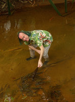 Patrick Blanc showing one deep brown leaf of Barclaya longifolia, Takua Pa, Phang Nga, Thailand, Dec 2015