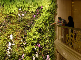 Patrick Blanc showing Phalaenopsis and Adiantum on the National Theater Vertical Garden, Taipei, Taiwan, Oct. 2015