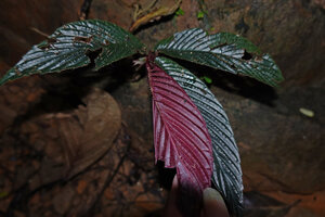 Patrick Blanc showing the abaxial purple surface of the deeply plicate leaf of Cyrtandra cf. disparoides, Deramakot FR, Sabah, Borneo, July 2022