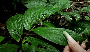 Patrick Blanc showing the asymmetric leaves similar to many Elatostema in a subshrubby plagiotropic Piper species, Penrissen Range, Padawan, Sarawak, Borneo, Oct. 2014