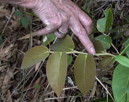 Patrick Blanc showing the axillary winged leafy stem of Phyllanthus bupleuroides var. latiaxialis, Col d'Amieu, New Caledonia, Aug. 2023