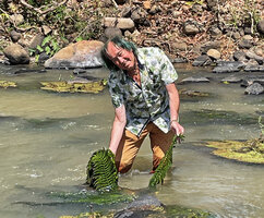 Patrick Blanc showing the big multipinnate leaf of the rheophytic Hydrostachys imbricata, Saharenana river, Madagascar, Aug. 2024