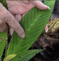 Patrick Blanc showing  the bright green, somewhat iridescent upper surface of the adult Leea zippeliana, still with whitish blotches along the main vein, Malagufuk, Sorong, Southwest Papua, May 2025