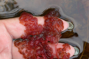 Patrick Blanc showing the bright red threadlike leaves of Macarenia clavigera, Cano Cristales, Serrania Macarena NP, Meta, Colombia, Oct. 2016