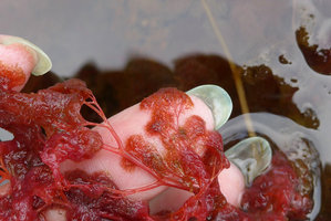 Patrick Blanc showing the bright red threadlike tips of the leaves of Macarenia clavigera, Cano Cristales, Serrania Macarena NP, Meta, Colombia, Oct. 2016