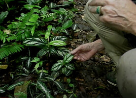 Patrick Blanc showing the bright silver patches between the green main nerves on the leaves of Piper cf. vestitum and the opposite design on Cosmianthemum obtusifolium, Penrissen Range, Padawan, Sarawak, Borneo, Oct. 2014