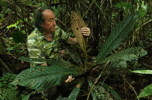 Patrick Blanc showing the bronze coloured leaf surface of a mature individual of Cybianthus anthuriophyllus, Yasuni NP, Ecuador, Aug. 2021