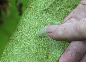 Patrick Blanc showing the characteristic Ficus venation of the climbing Ficus jimiensis, Manusela NP,, Seram, Moluccas