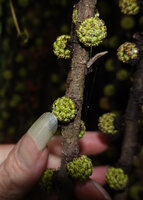 Patrick Blanc showing the congested  tiny figs of Ficus minahassae, Malaunay, 1000 m asl, Valencia, Negros Oriental, Philippines, Jan. 2025