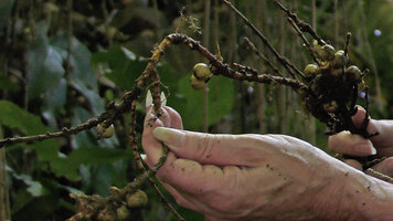 Patrick Blanc showing the creeping branched stem bearing the figs of the geocarpic Ficus stolonifera, Poring, 500 m asl, Kinabalu NP, Sabah, Borneo, July 2022