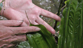 Patrick Blanc showing the cuspidate leaf apex of Mapania cuspidata, Danum Valley, Sabah, Borneo, July 2022
