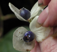 Patrick Blanc showing the dark blue berries of Medinilla cf. mortonii, Imbu Rano, Kolombangara, Solomon Islands, Sept. 2019