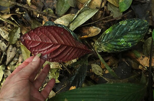 Patrick Blanc showing the dark red anthocyanic leaf surface of a young individual of Cybianthus anthuriophyllus, Yasuni NP, Ecuador, Aug. 2021