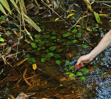 Patrick Blanc showing the dark red leaf undersurface of Cryptocoryne griffithii, Nee Soon swamp forest, Singapore