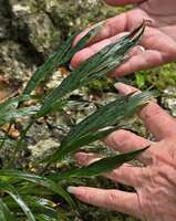 Patrick Blanc showing the deeply lacerated but not wounded leaves of Homalomena stollei, War Inkabom Waterfall, Batanta, Raja Ampat, Southwest Papua, May 2025