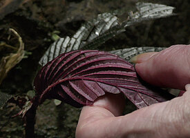 Patrick Blanc showing the deeply plicate purple abaxial leaf surface of Cyrtandra cf. disparoides, Deramakot FR, Sabah, Borneo, July 2022