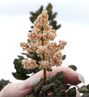 Patrick Blanc showing the dense inflorescences of Spiraeanthemum pulleanum, Anggi Lakes, 2000 m asl, Arfak Mts, West Papua, May 2025