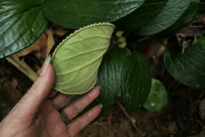 Patrick Blanc showing the densely hairy lower leaf surface of Pentaphragma ellipticum with deeply impressed nerves, Endau Rompin NP, Malaysia, April 2017