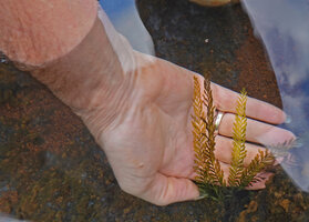 Patrick Blanc showing the dissected fronds of Blechnum francii in its submerged rocky habitat, Chutes Madeleine, New Caledonia, Aug. 2023