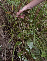 Patrick Blanc showing the dissected leaves of a juvenile individual of Myodocarpus simplicifolius, Col d'Amieu, New Caledonia, Aug. 2023