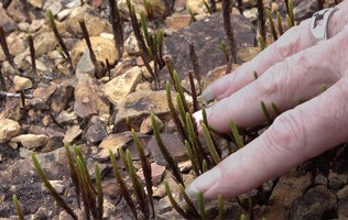 Patrick Blanc showing the erect stems of Dawsonia beccarii, one of them with apical antheridial cup, Anggi Lakes, 2300 m asl, Arfak Mts, West Papua, May 2025