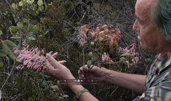 Patrick Blanc showing the flowering stems of Vaccinium paradisearum, Anggi Lakes, 2300 m asl, Arfak Mts, West Papua, May 2025