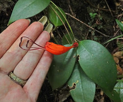 Patrick Blanc showing the flower of Aeschynanthus parviflorus with the two unequal pairs of long excerted stamens, the anthers of each pair attached by their apices, Bidoup Nui Ba NP, Vietnam, Nov. 2019