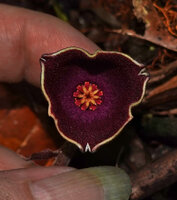 Patrick Blanc showing the flower of a Thottea not really matching with the already described species, Bukit Bilit, Kinabatangan, Sabah, Borneo, July 2022 
