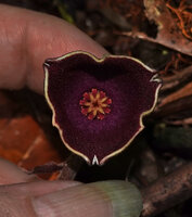 Patrick Blanc showing the flower of a Thottea not really matching with the already described species, Bukit Bilit, Kinabatangan, Sabah, Borneo, July 2022 