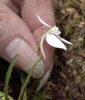 Patrick Blanc showing the flower of Dendrobium fluctuosum with long curved spur, Kwau, Arfak Mts, 1600 m asl, West Papua, May 2025