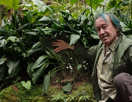 Patrick Blanc showing the flowers of Aspidistra dolichanthera,  hidden under the leaves, Fairy Lake Botanical Garden, Shenzhen, China, Feb. 2019