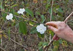 Patrick Blanc showing the flowers of Operculina turpethum, Nagarhole NP, Karnataka, India, Jan. 2023