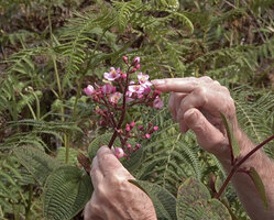 Patrick Blanc showing the flowers of Poikilogyne arfakensis, the loose form, Anggi Lakes, Arfak Mts, West Papua, May 2025
