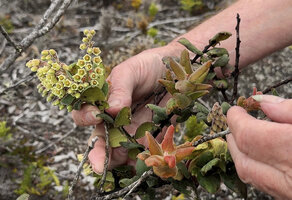 Patrick Blanc showing the flowers of Vaccinium molle, Anggi Lakes, 2300 m asl, Arfak Mts, West Papua, May 2025