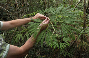 Patrick Blanc showing the hairy young parts of the evergrowing rachis in Sticherus hirtus, Kinabalu NP, 1600 m asl, Sabah, Borneo, July 2022