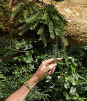 Patrick Blanc showing the hanging flowering stems of Agrostophyllum stipulatum, epiphytic on low branch along the river, Danum Valley, Sabah, Borneo