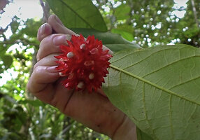 Patrick Blanc showing the hanging infructescence of Antiaropsis decipiens, Karawari, Sepik, Papua New Guinea