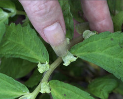 Patrick Blanc showing the horned receptacle of the Elatostema strigosum inflorescence, Manusela NP, 800 m asl, Seram, Moluccas